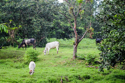 Sheep grazing in a farm