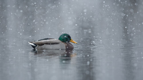 Duck swimming in lake