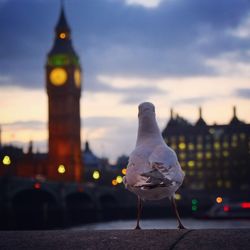 Rear view of bird on retaining wall by illuminated big ben against sky at dusk