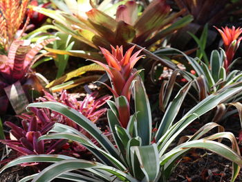 Close-up of red flowering plant