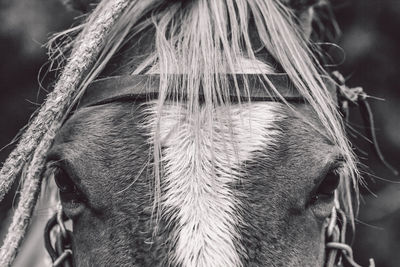 Close-up of a horse