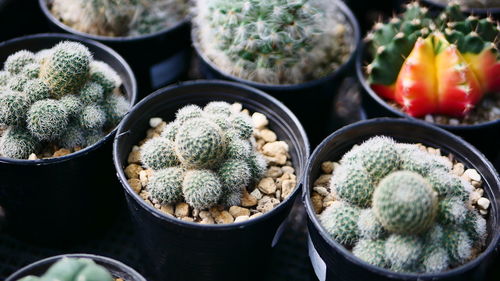 High angle view of potted plants