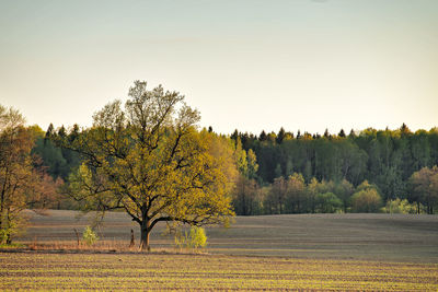 Trees against clear sky