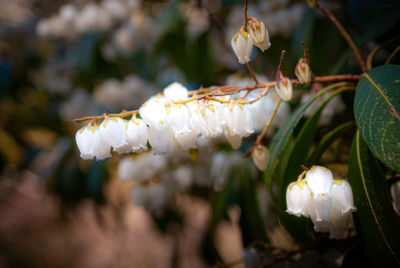 Close-up of white flowering plant