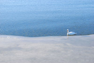High angle view of swan swimming on lake during winter