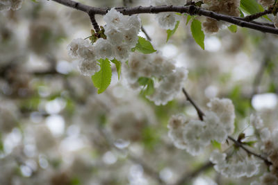 Close-up of cherry blossom during winter