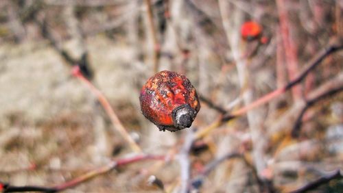 Close-up of fruits on branch