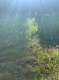 Close-up of grass in field