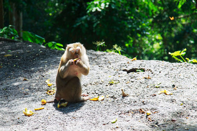 Monkey sitting on rock