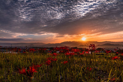 Scenic view of poppy field against sky during sunset