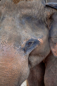 Close-up of elephant