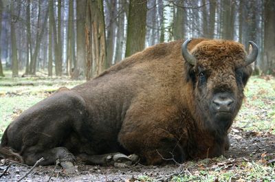 Portrait of american bison lying in forest