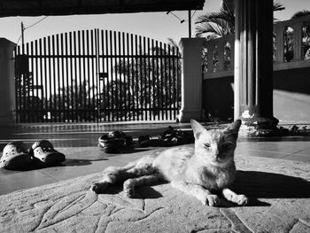 Cat sitting outdoors