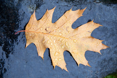 High angle view of autumn leaf on snow