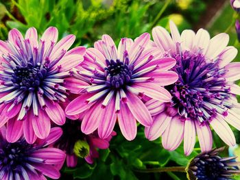 Close-up of purple flowers blooming outdoors