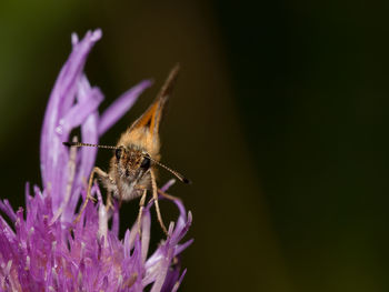 Close-up of insect on purple flower