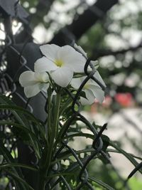 Close-up of white flowers blooming outdoors