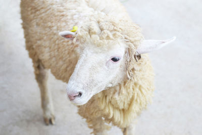 High angle view of white animal