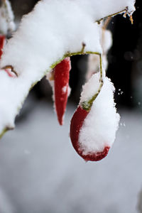 Close-up of ice cream in snow