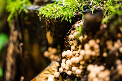 Close-up of moss growing on tree trunk