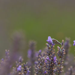 Close-up of butterfly pollinating on purple flower