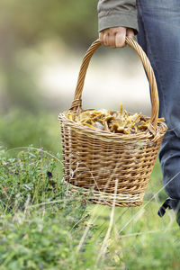 Hand holding basket with chanterelles