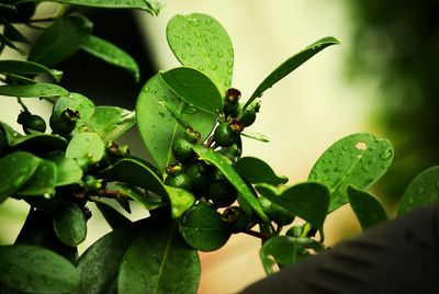 Close-up of insect on leaf