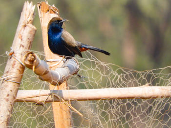 Bird perching on metal fence