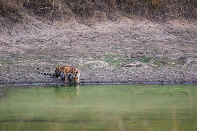 Cat in a lake