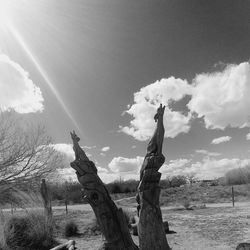 Trees on field against sky