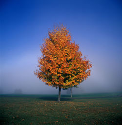 Scenic view of field against clear sky during autumn