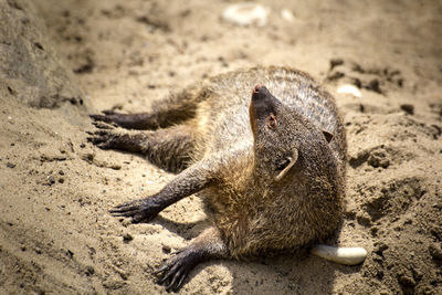 High angle view of an animal lying on sand