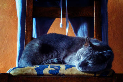 Close-up of cat sleeping