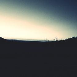 Silhouette of trees at sunset