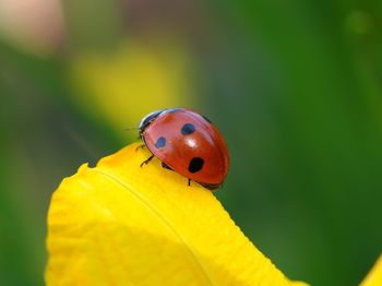 Close-up of ladybug on yellow flower