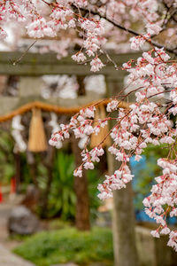 Close-up of pink cherry blossom