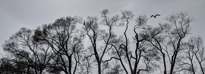 Low angle view of bare trees against sky