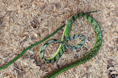 High angle view of dry leaf on field