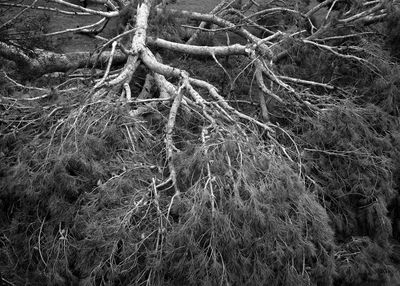 View of tree