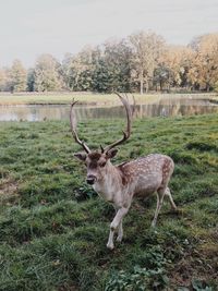A deer in a park