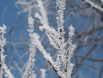 Close-up of frozen plant