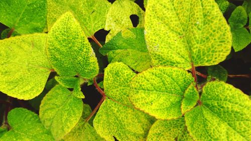 Full frame shot of leaves