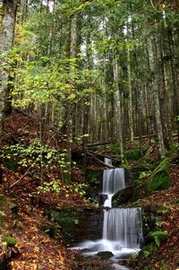 View of waterfall in forest