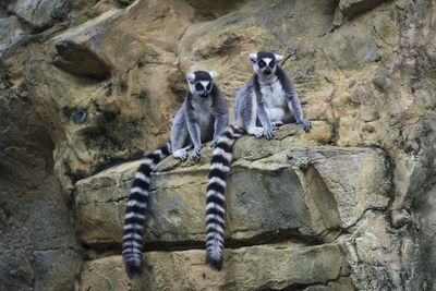 Ring tailed lemur on rocks