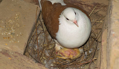 High angle view of bird in nest