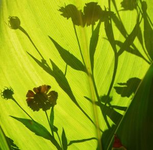 Close-up of bee on plant