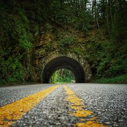 Surface level of road in forest