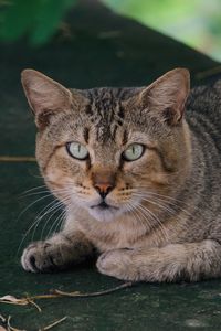 Close-up portrait of tabby cat