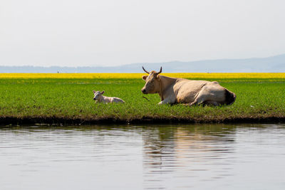 Kerkini, greece, july 12, 2021. cows roaming free in the kerkini lake.