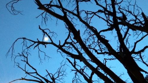 Low angle view of bare trees against blue sky